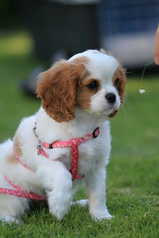 puppy