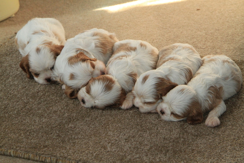 puppies